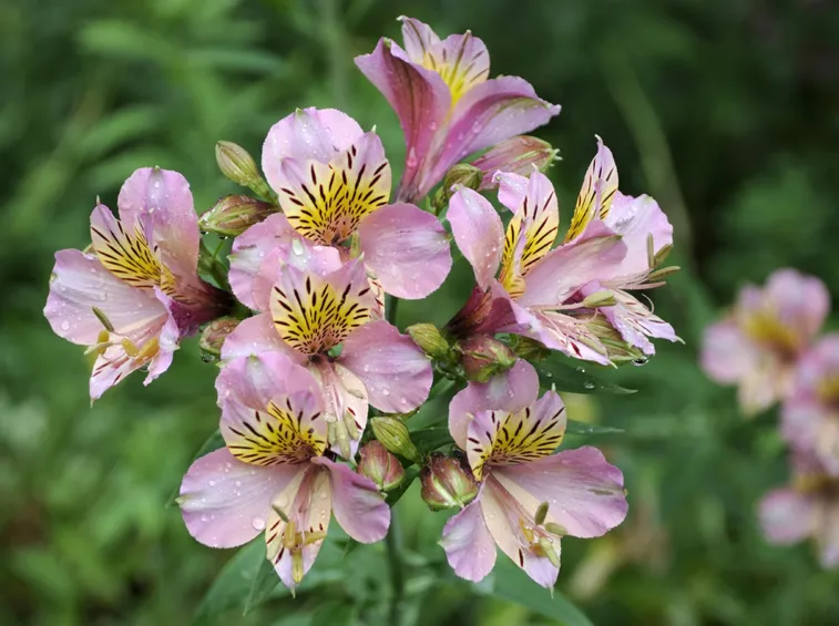 Fiori alstroemeria