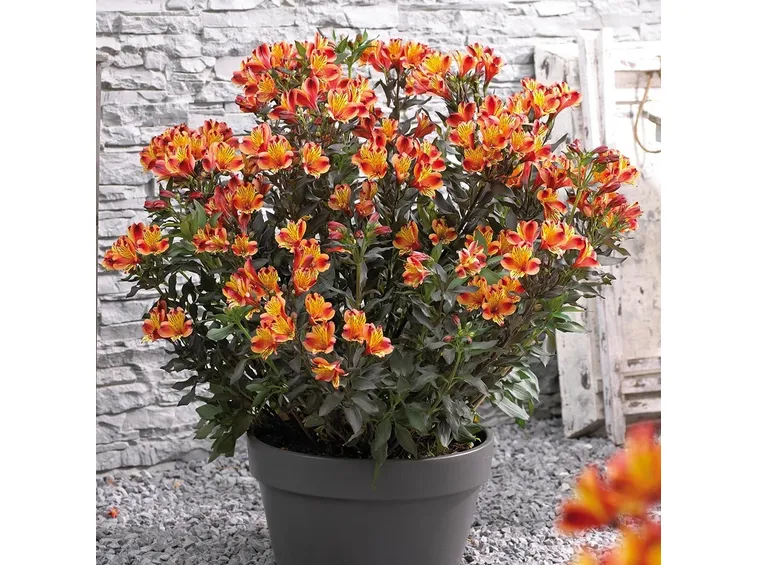 Alstroemeria vaso