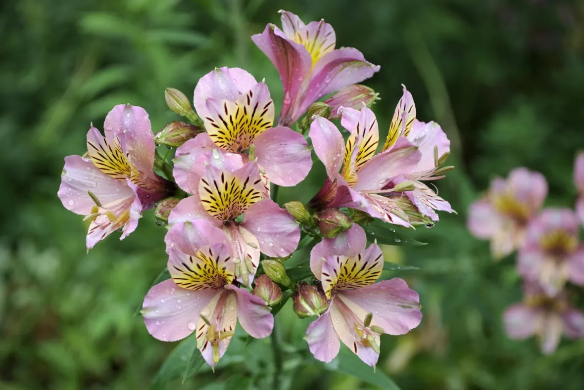 Fiori alstroemeria