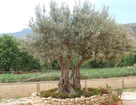 Albero di ulivo