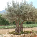 Albero di ulivo