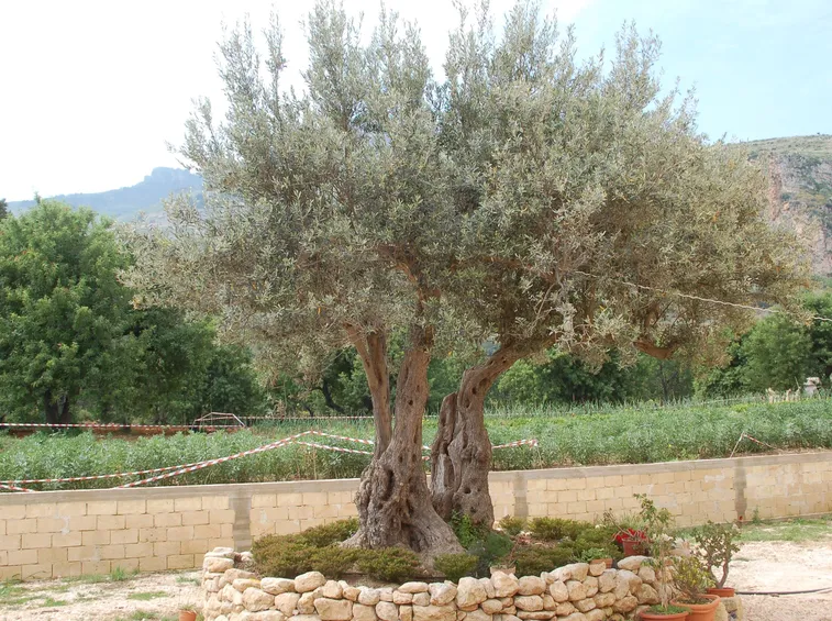 Albero di ulivo