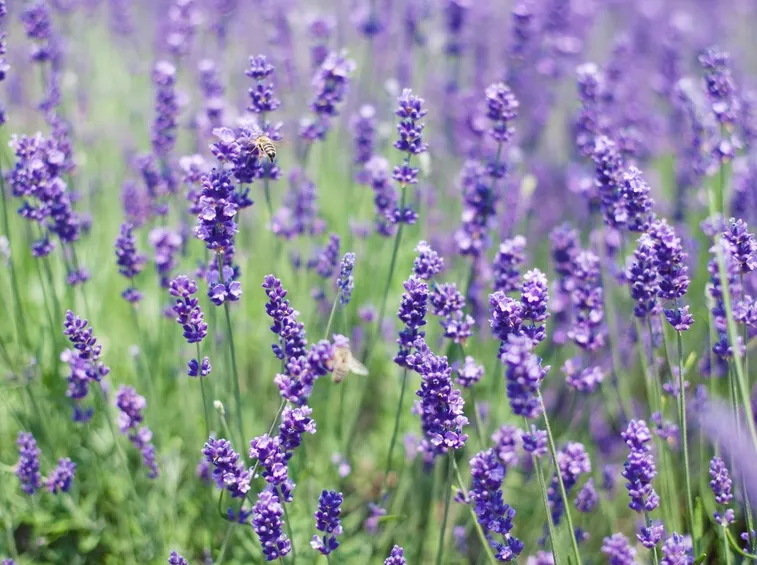 Pianta di lavanda
