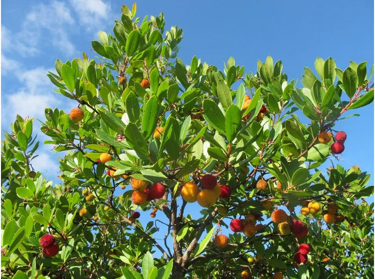 Corbezzolo con frutti