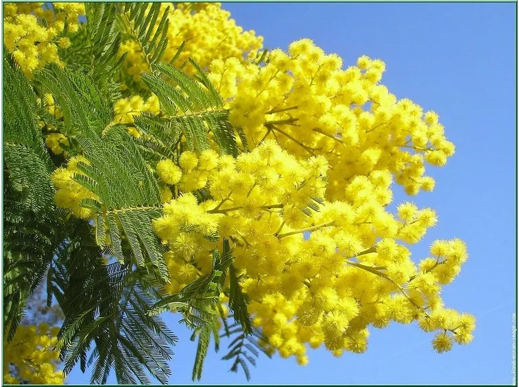 Mimosa in fiore