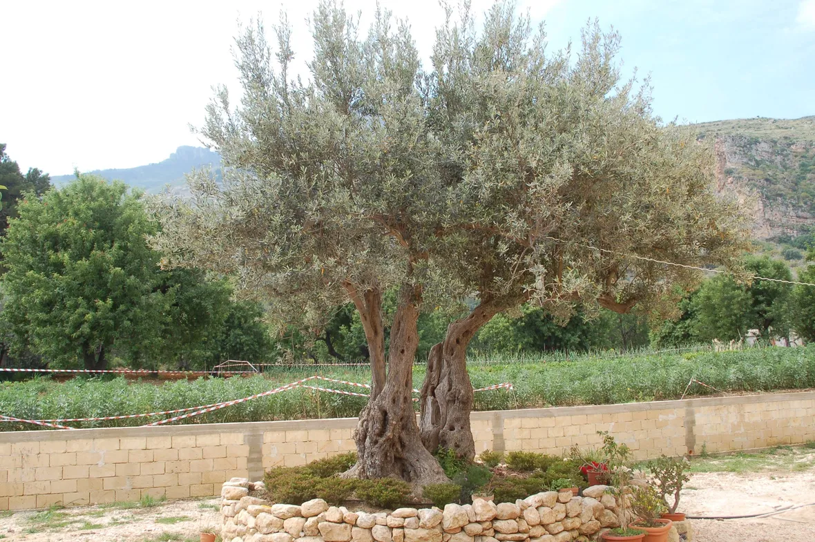 Albero di ulivo