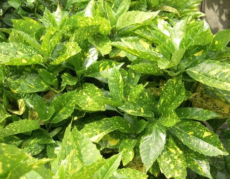 aucuba japonica variegata