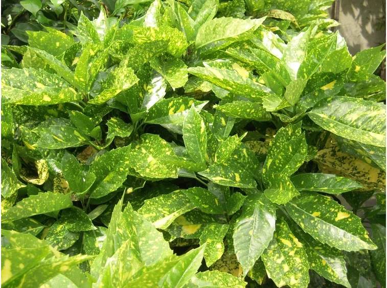 aucuba japonica variegata