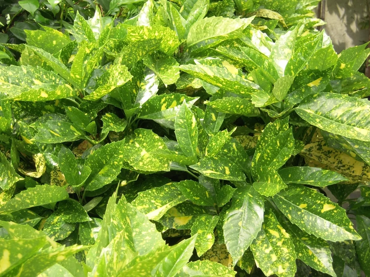 aucuba japonica variegata