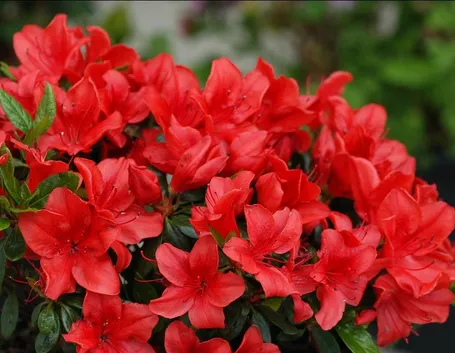 fiori azalea