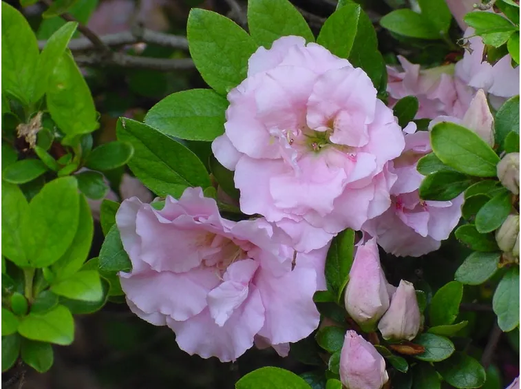 Varietà d'azalea a fiore doppio
