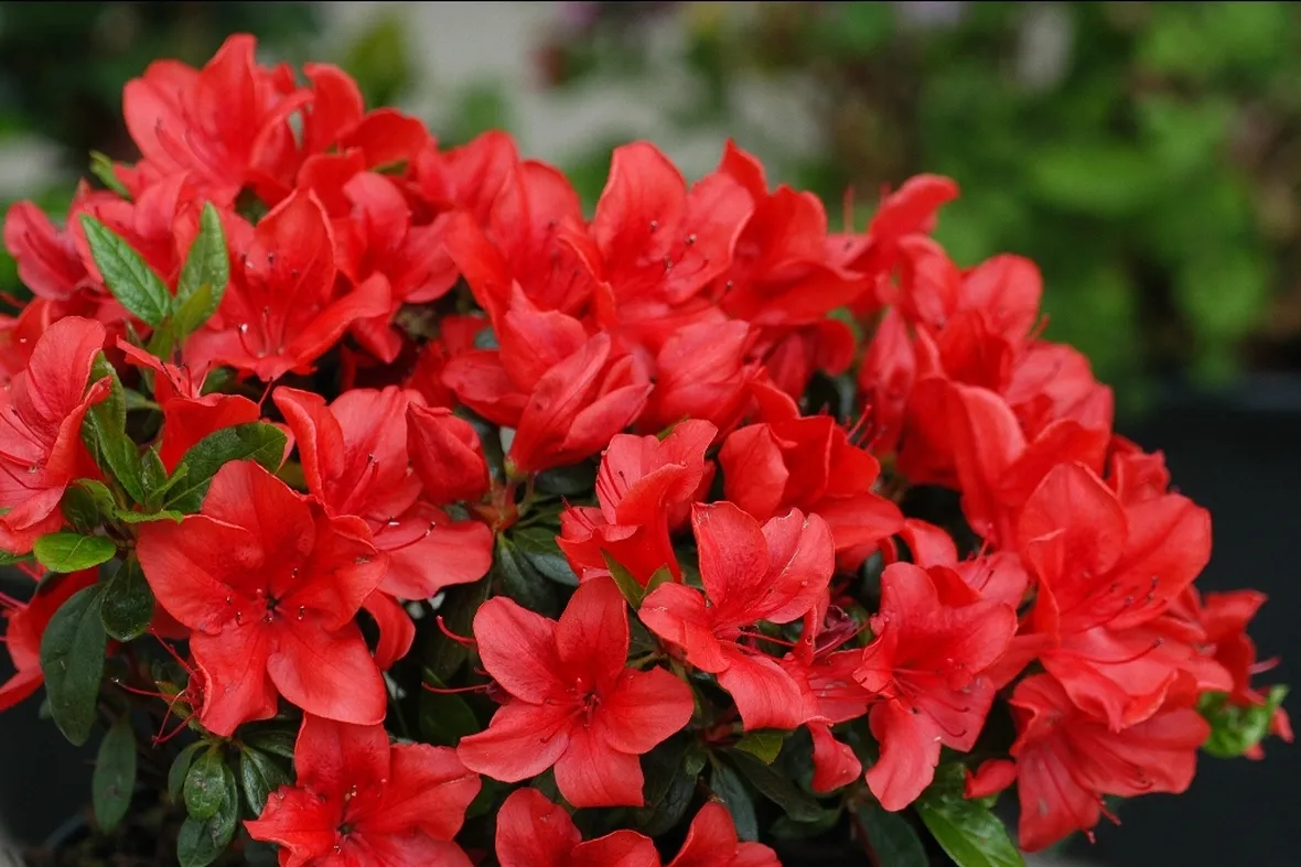 fiori azalea