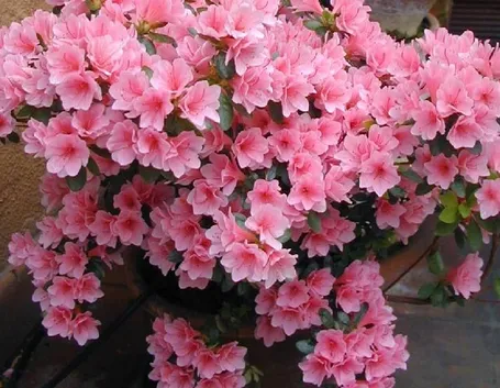 Rhododendron 