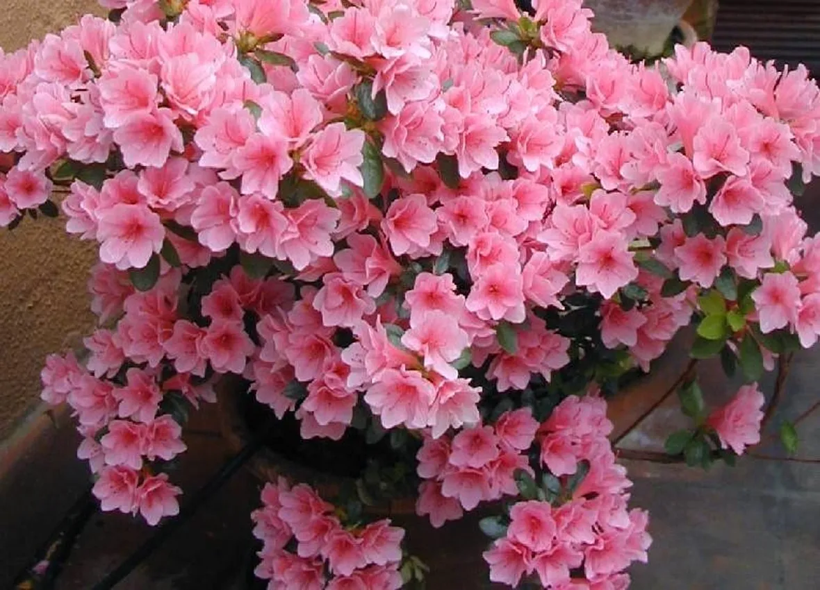 Rhododendron 