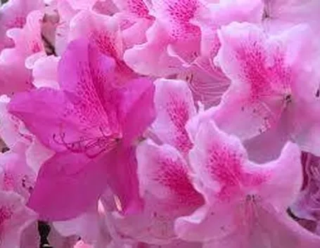 azalea