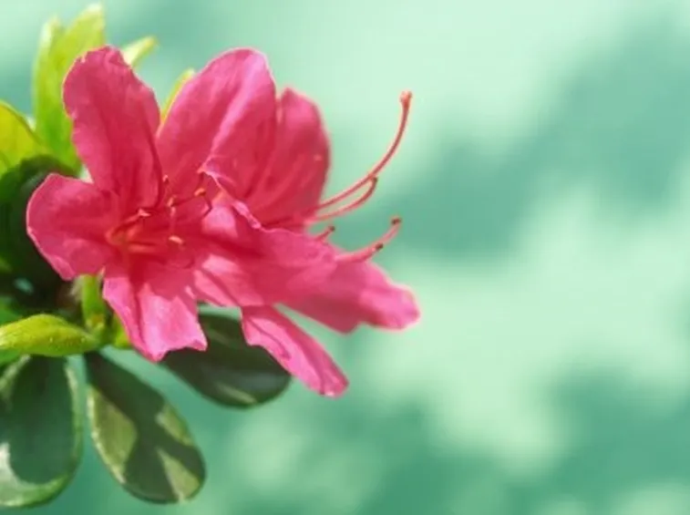 azalea