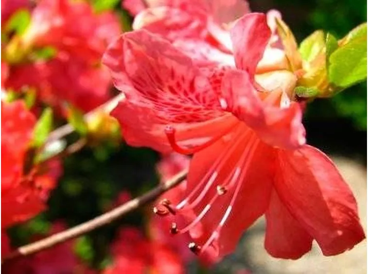 fiori azalea 