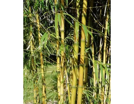 Una pianta di bamboo