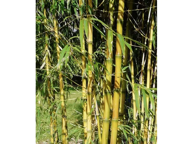 Una pianta di bamboo