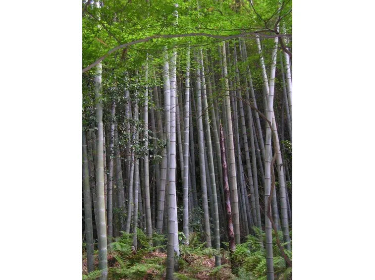 Una foresta di bamboo