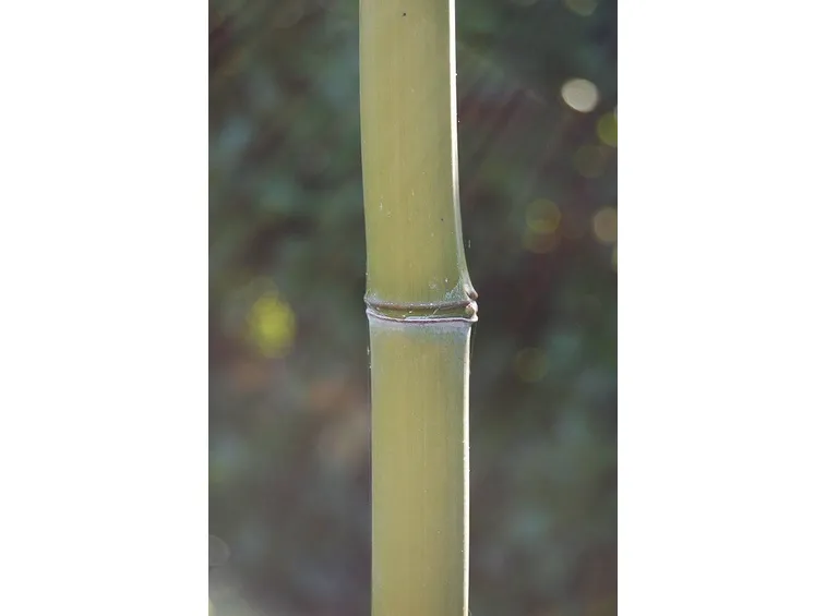 Un particolare del fusto di bamboo