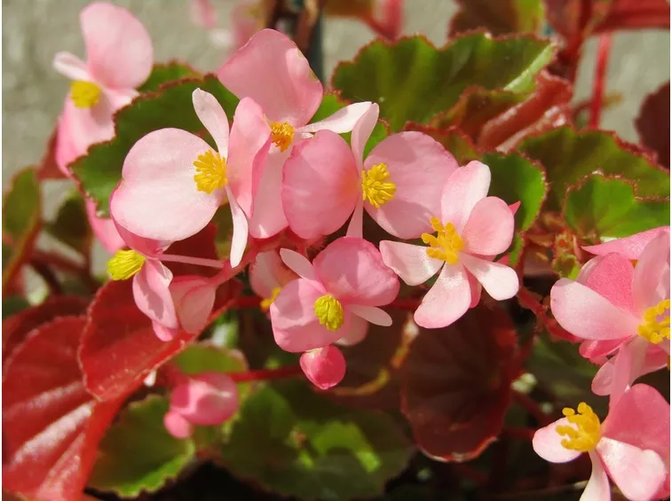 Begonie rosa