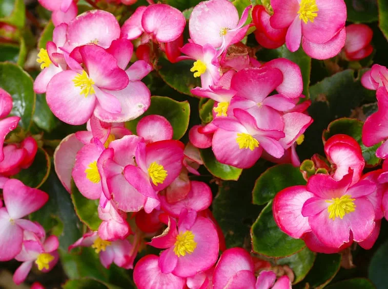 Begonie ornamentali