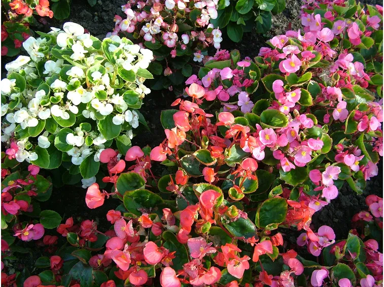 Begonie fiorite