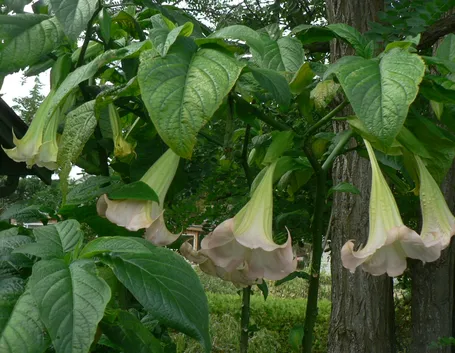 Brugmansia pianta