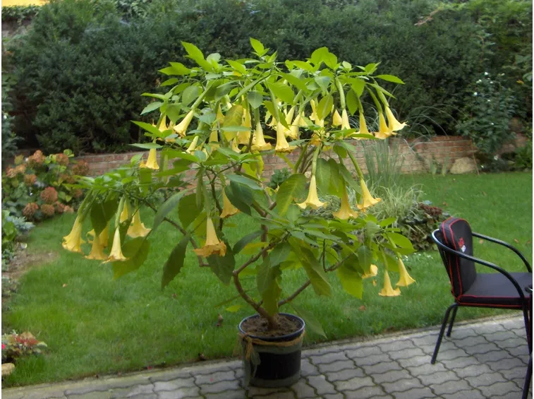 Brugmansia coltivazione