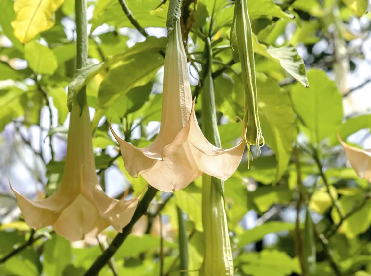 Brugmansia fiore