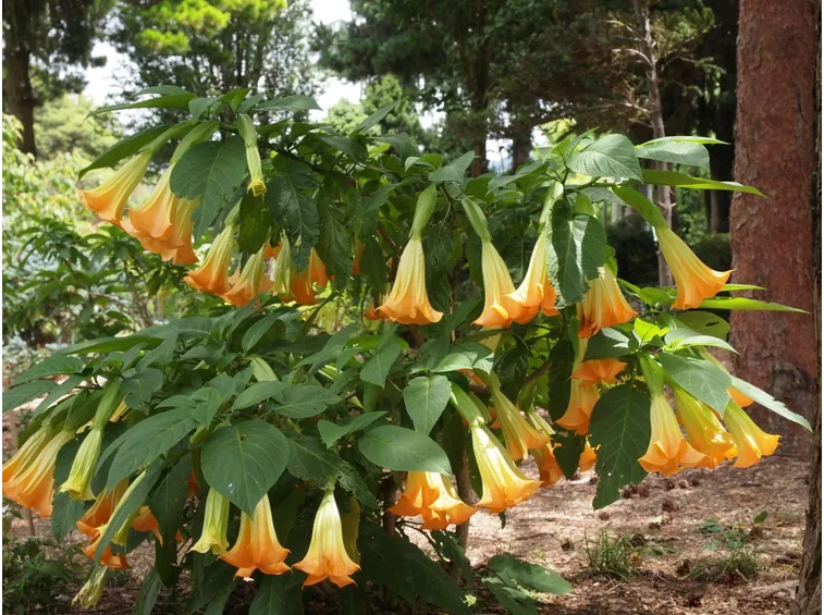 Pianta giardino