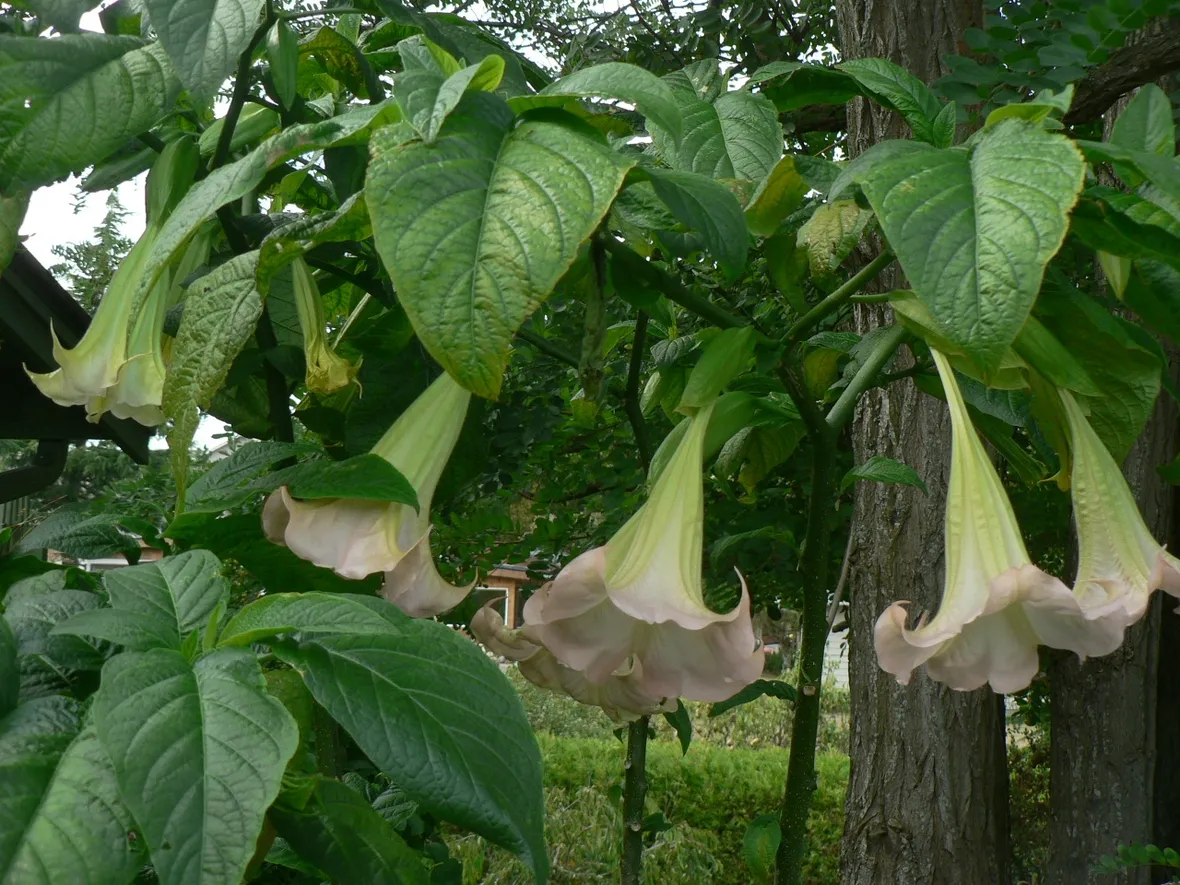 Brugmansia pianta