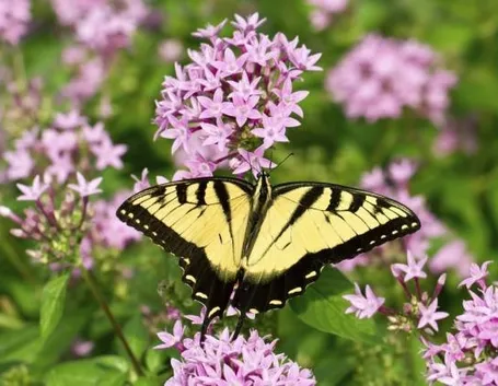 Una pianta di buddleia