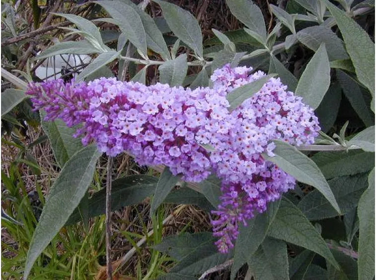 Una buddleia lilla