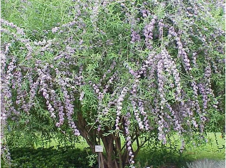 Un arbusto di buddleia in giardino