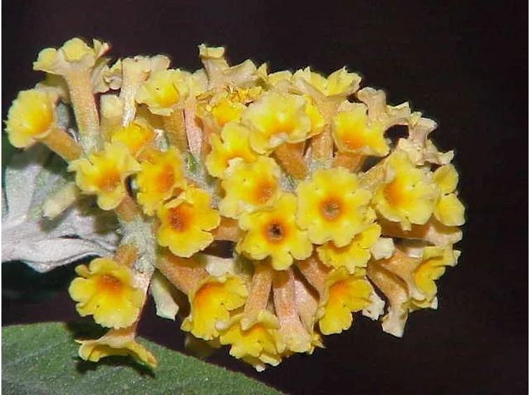 La buddleia globosa
