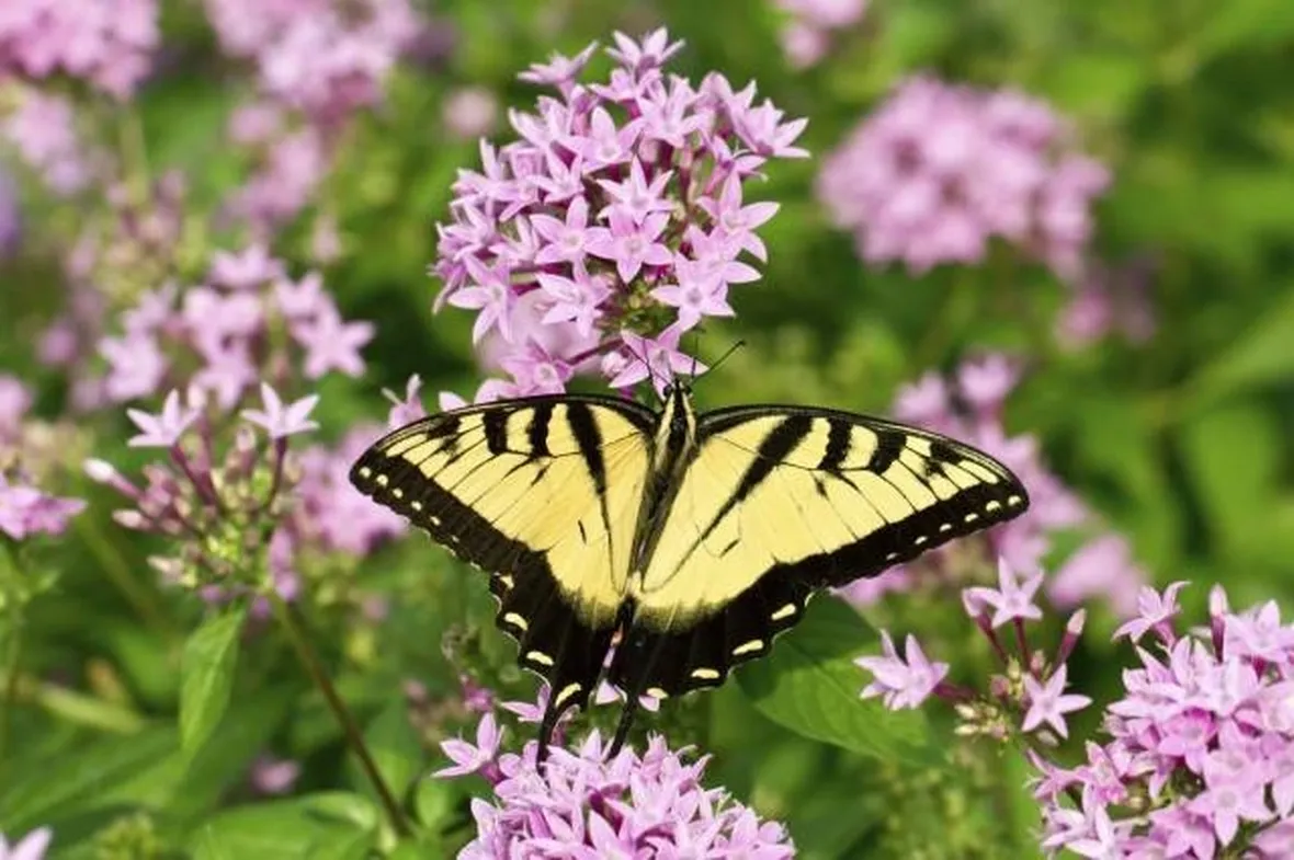 Una pianta di buddleia