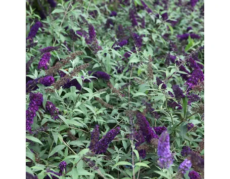 Buddleja davidii giardino