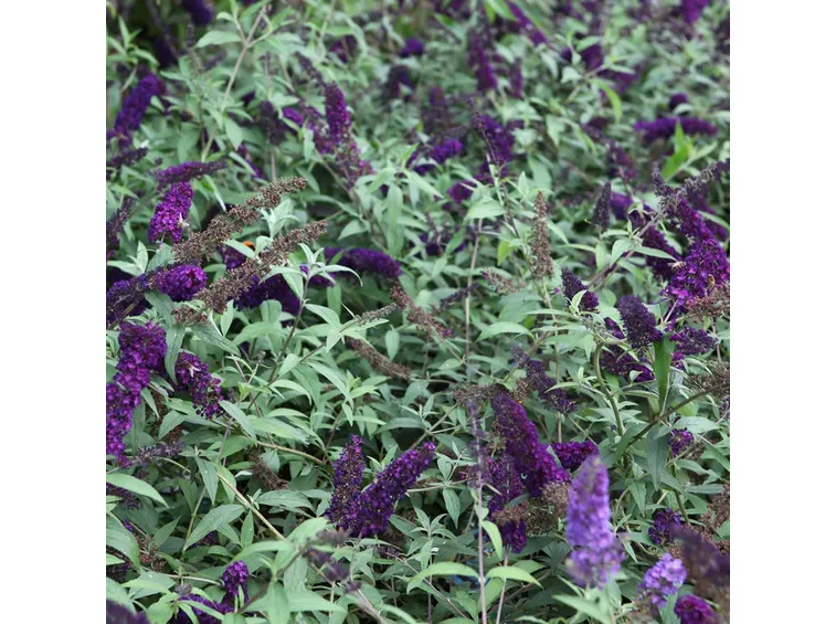Buddleja davidii giardino