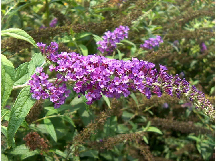 Fiori buddleja