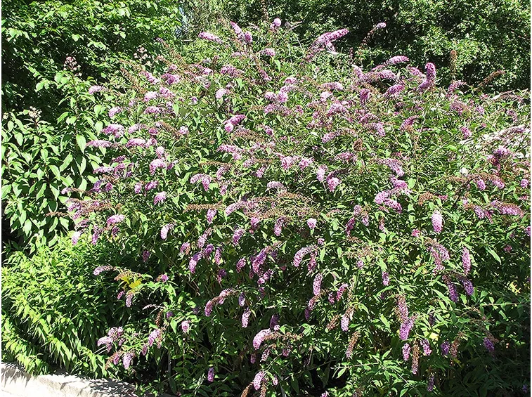 Pianta giardino fiori