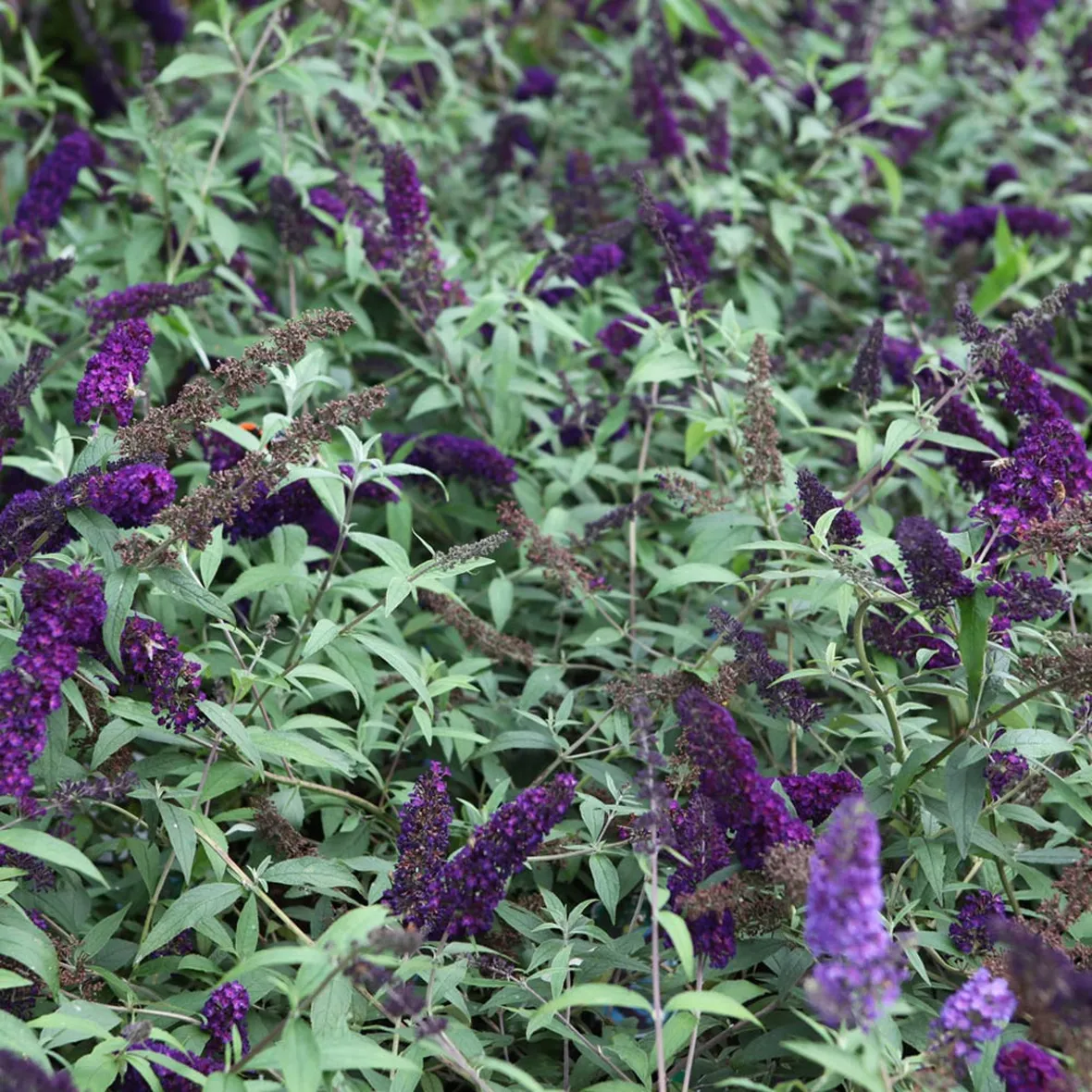 Buddleja davidii giardino