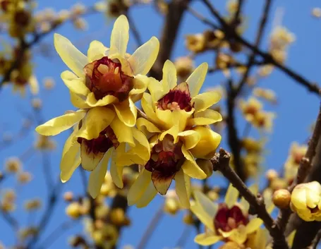 Calicanto fiore