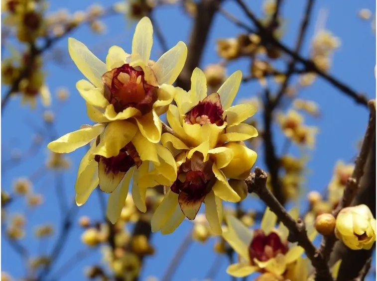 Calicanto fiore