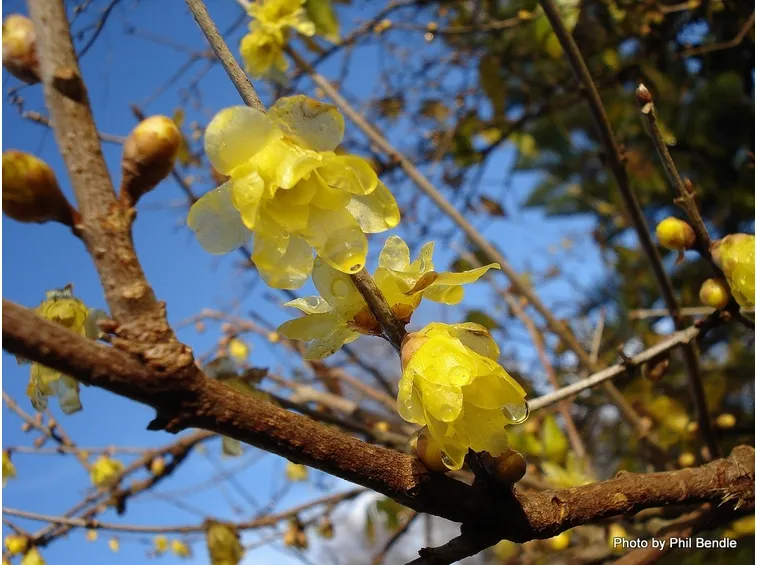 Fiore d'inverno