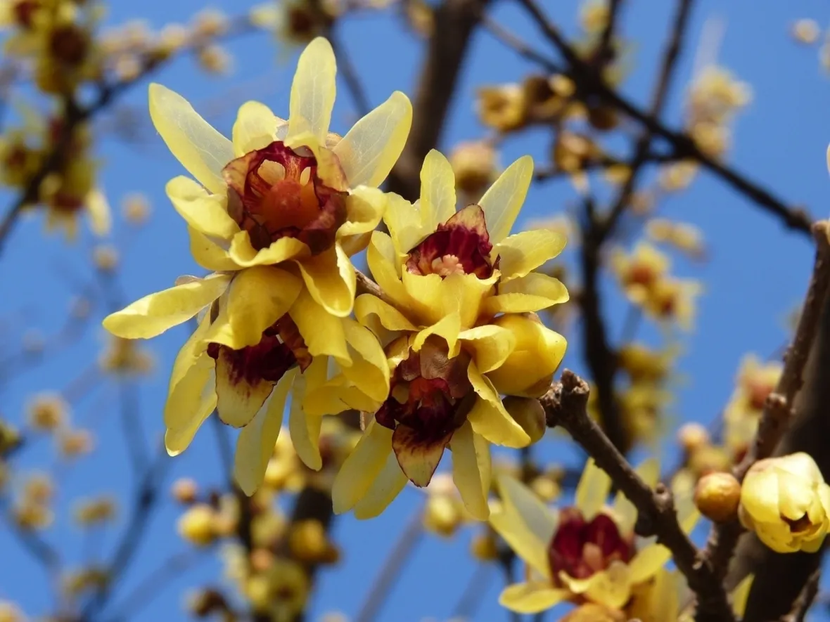 Calicanto fiore