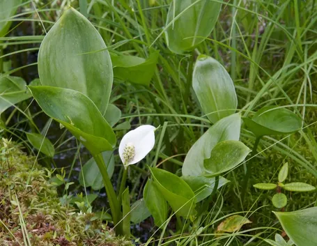 Calla selvatica fiori