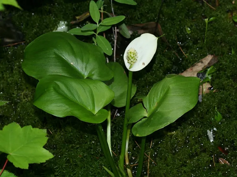 Calla selvatica coltivazione