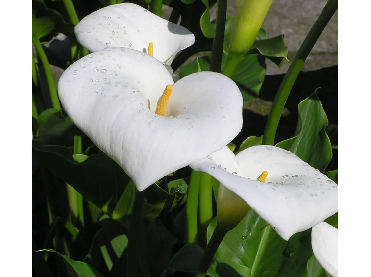Calla selvatica concimazione